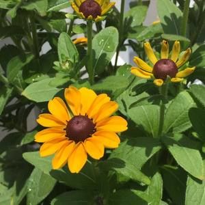 Meet your Posher, Charlene